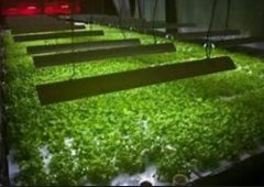 LED光照对蔬菜效果超过太沐鸣2品牌阳光 可助其增长数倍维生素